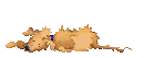 Kutyk animlt GIF