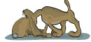 Kutyk animlt GIF