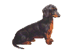 Kutyk animlt GIF