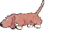 Kutyk animlt GIF