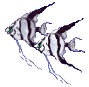 Halak-Delfinek anim�lt GIF