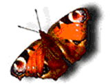 Kp: Animlt GIF 719 kpeslap.