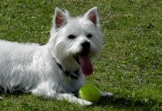 Westie kislny