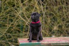 Fekete mops