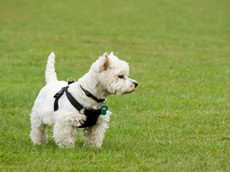 West highland white terrier