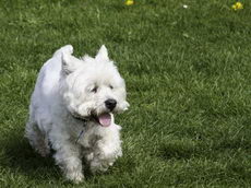 Aranyos westie