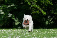Westie apport