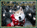 Kutys karcsonyi kpeslap, Akita Inu kutyval.