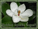 N�vre sz�l� k�peslap, Agn�ta napra. Boldog Agn�ta n�vnapot